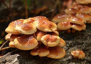 南会津の美味しい自家栽培トマト