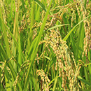 自家製の「会津コシヒカリ」