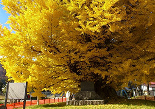 古町の大いちょう