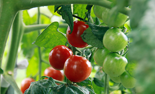 2015年に「第44回 日本農業賞 大賞」南会津の美味しい自家栽培トマト